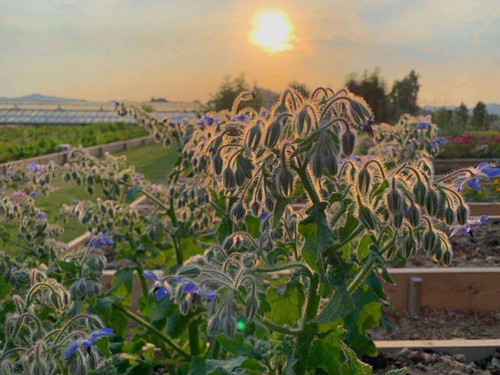 vegetable and flower garden