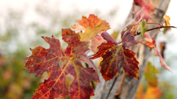 Close up and landscape of Barolo wine region