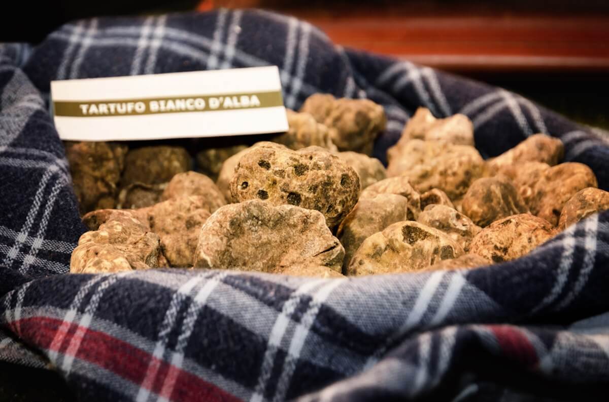 The White Truffle Of Alba The Italian Trotter