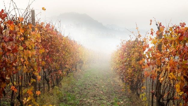 Barolo vineyards