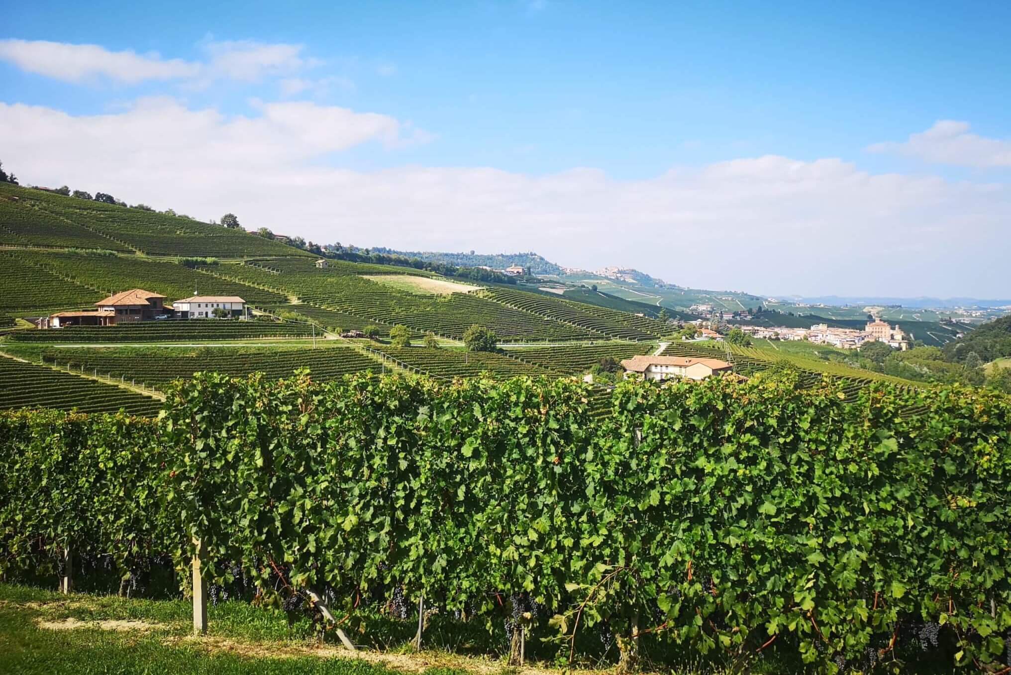 Langhe hills