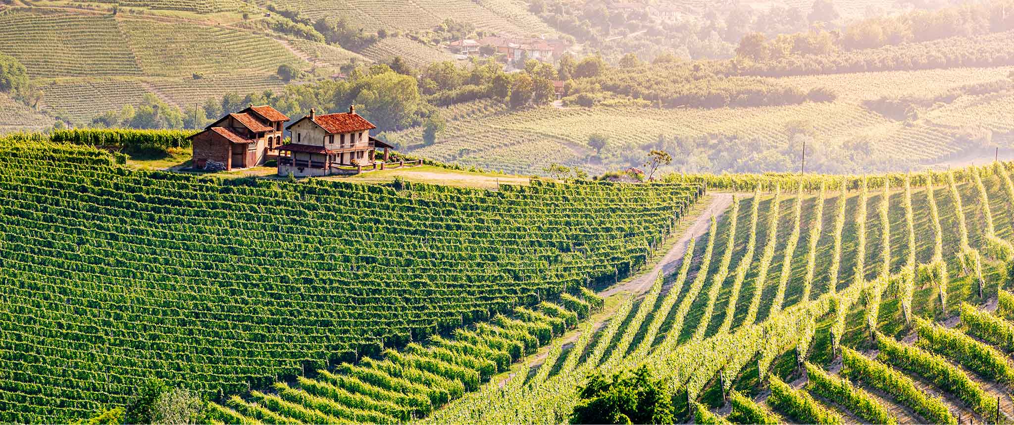Fine Wine Piemonte Experience Featuring Roger Bissell
