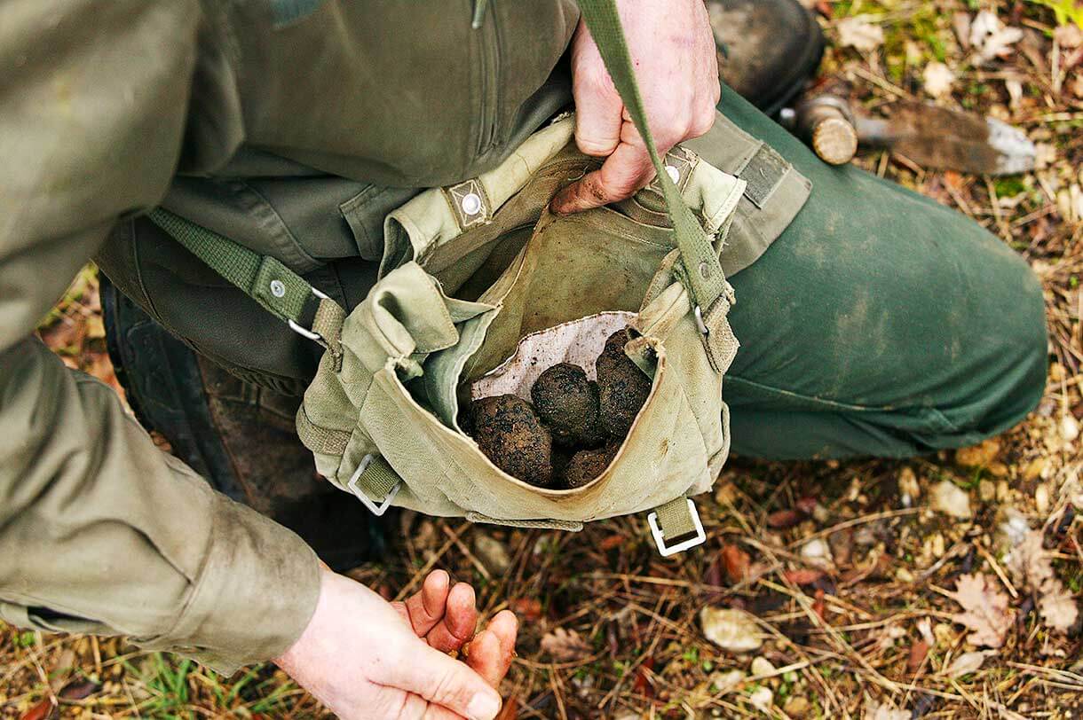 Truffle hunt Alba